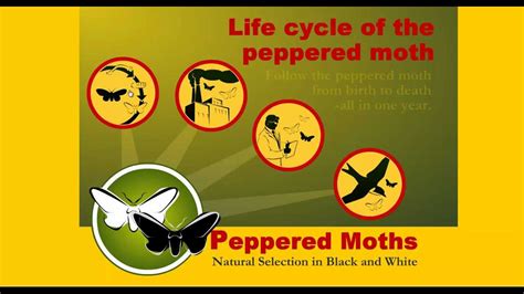 peppered moth game|Iba pa.